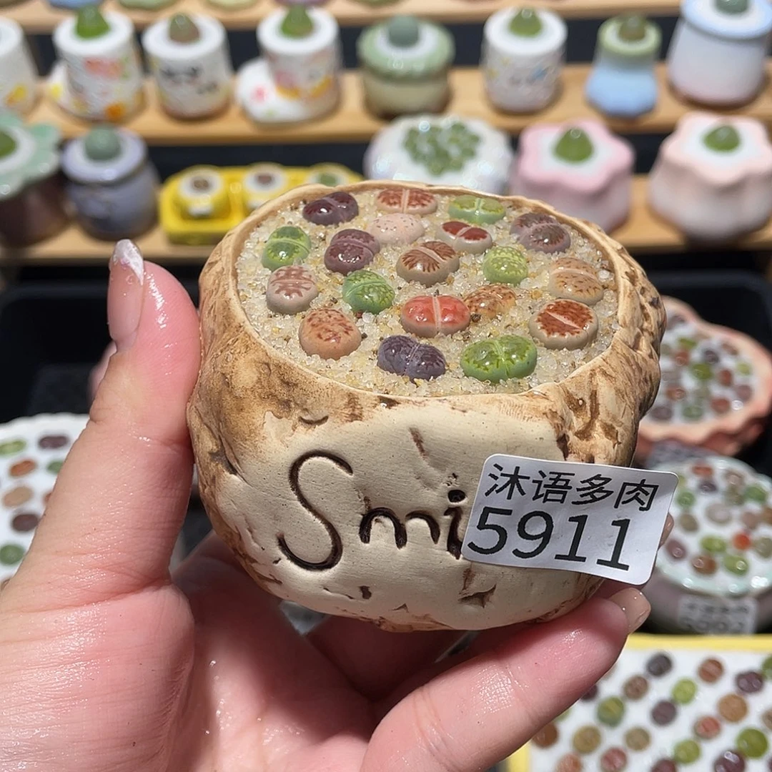 带盆土植物 一物一拍5911