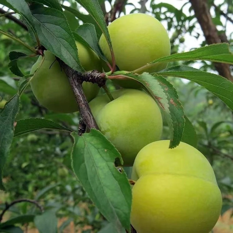 早熟蜂糖李子树苗嫁接青脆脱骨李子苗南方北方种植