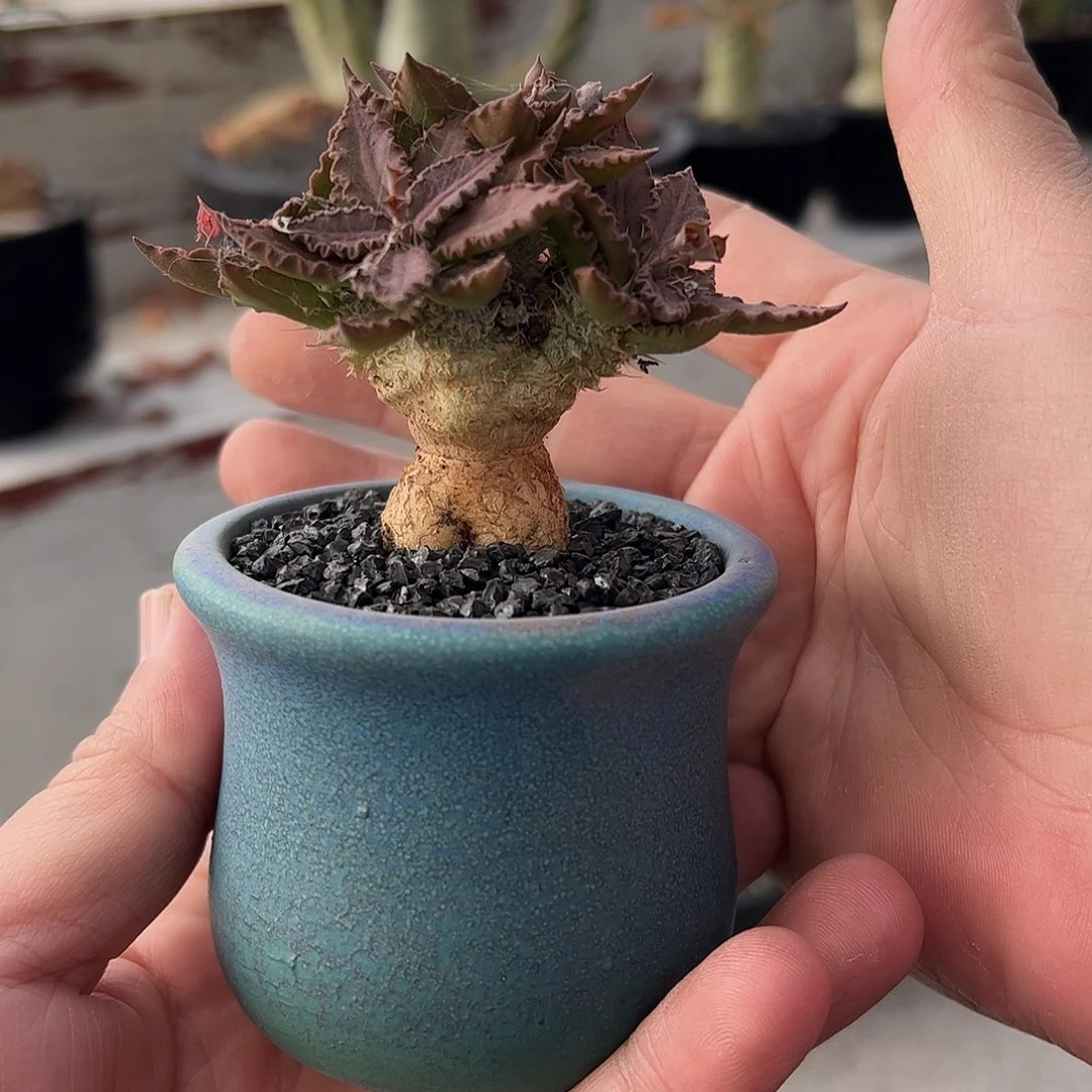 敝***履红叶图拉66688888