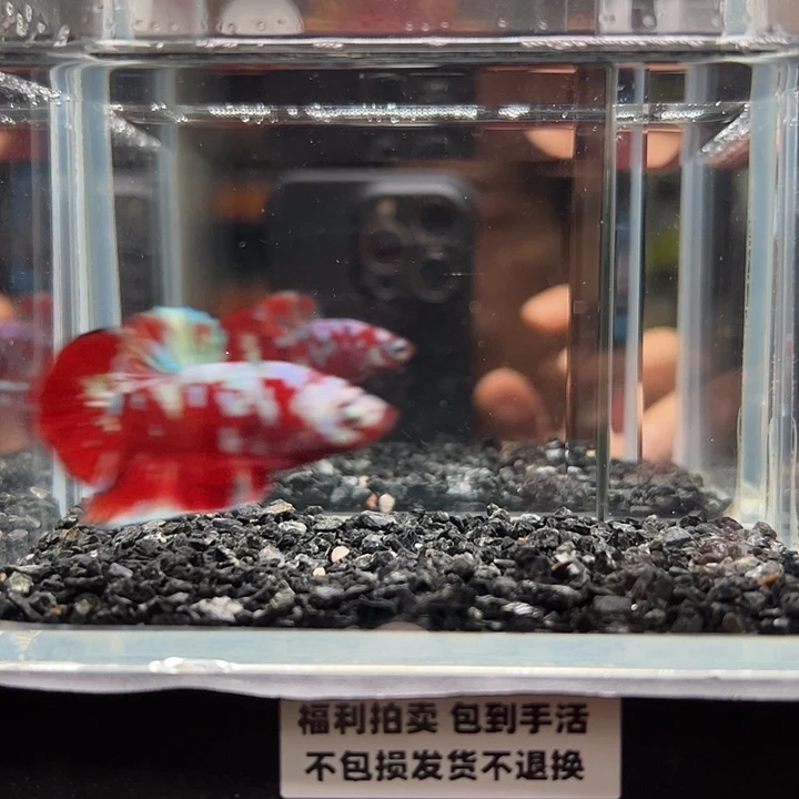 斗鱼竞拍跑单拉黑23日53