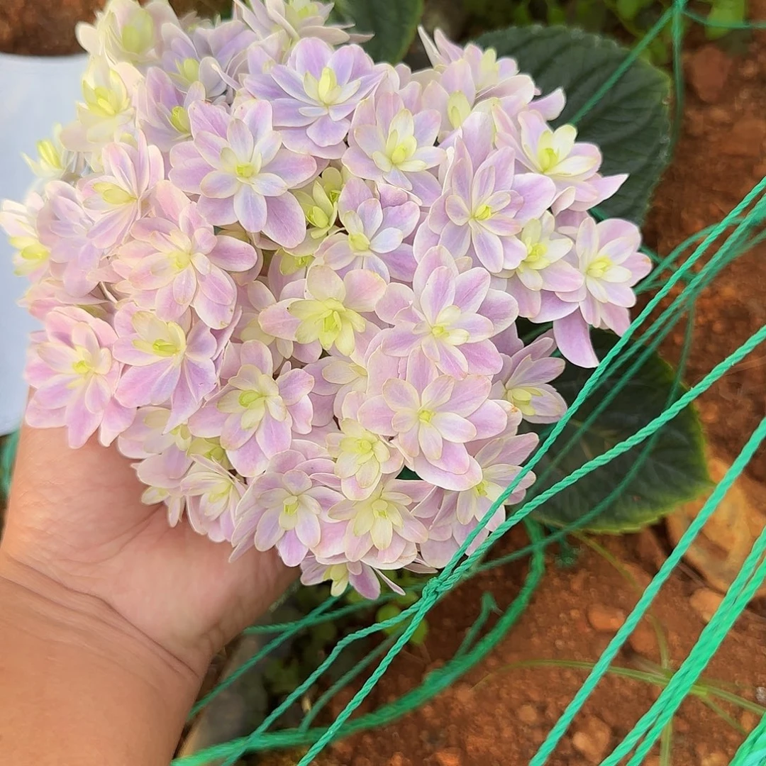 ****绣球切花一物一拍3枝起包邮，67