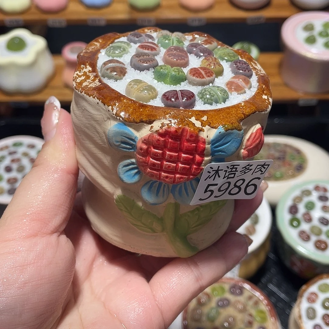 带盆土植物 一物一拍5986