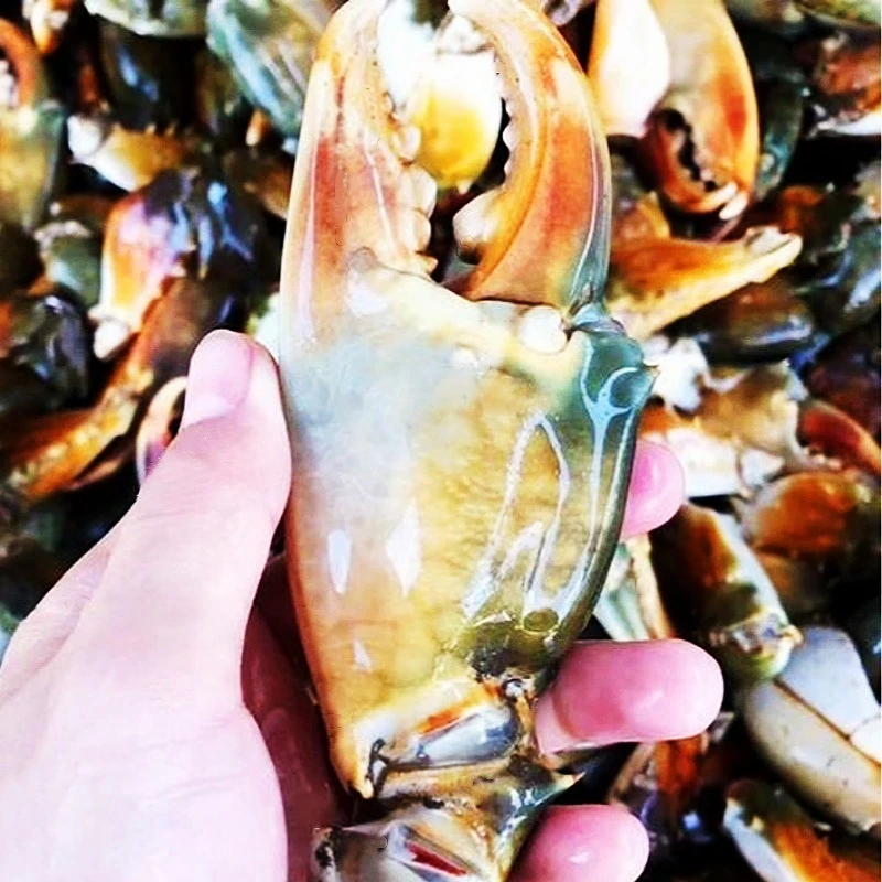 新鲜冷冻青蟹钳青蟹脚青蟹腿螃蟹香辣蟹钳蟹钳肉鲟脚海鲜商用批发