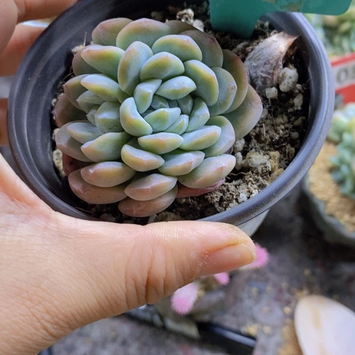 谁*！143号冰玉缀（不退不换）