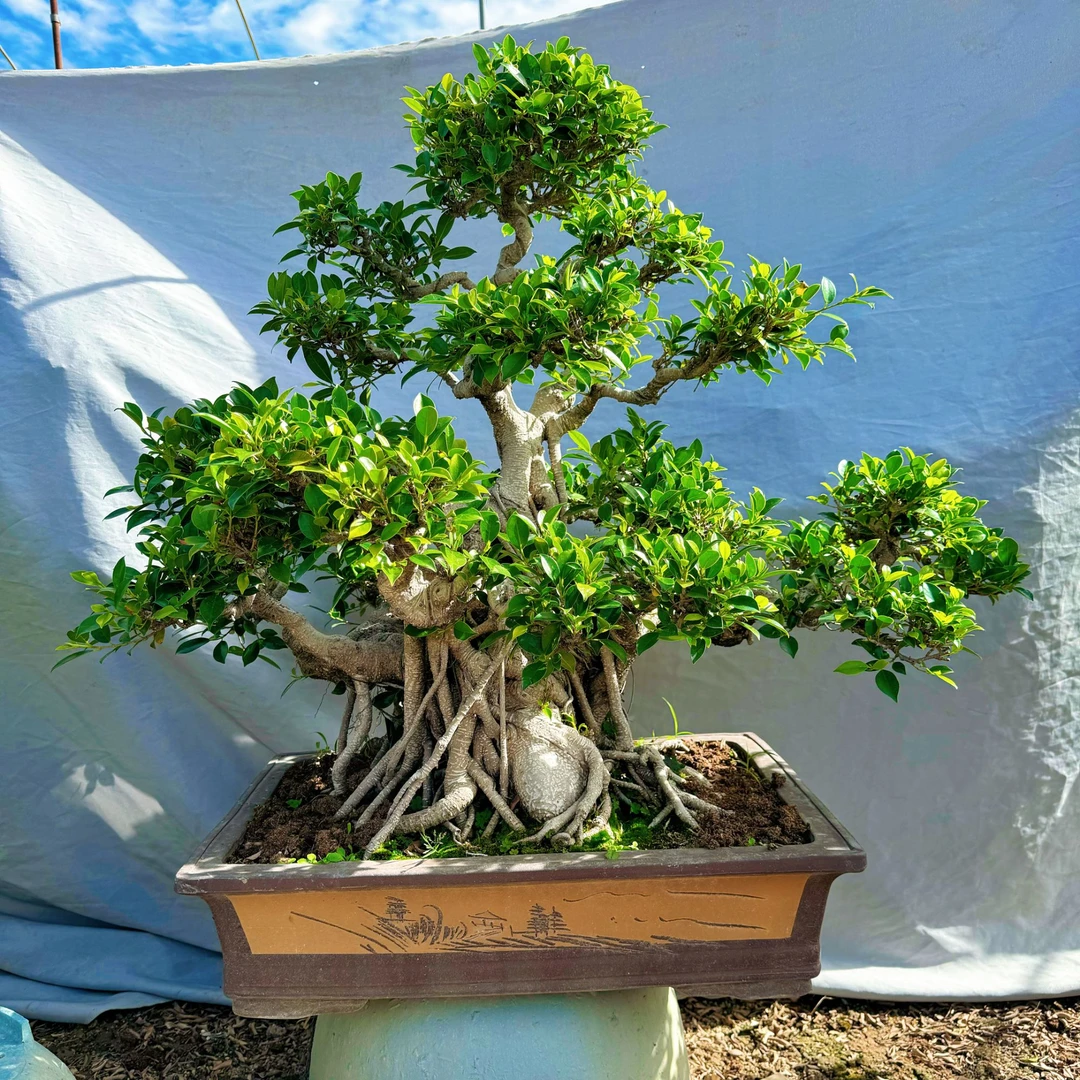 金钱榕树盆栽室外植物大型花卉绿植老根盆栽阳台人参榕树盆景老桩