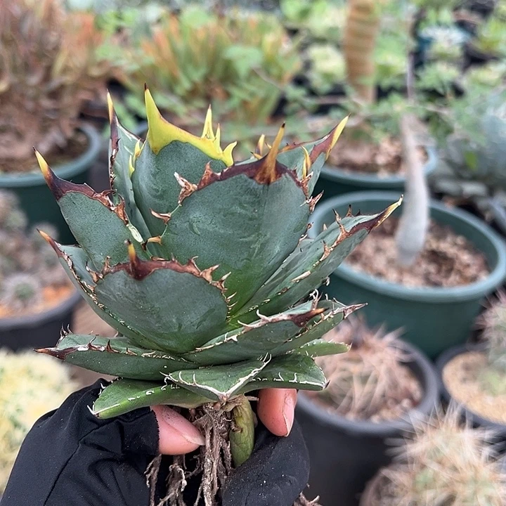 水***色龙舌兰多肉多肉植物