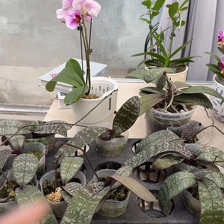 大部分开放少量花苞山採交银叶