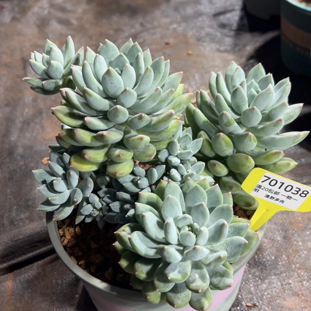 701038 天使之翼美人大群无砍，必须拍冷链发货