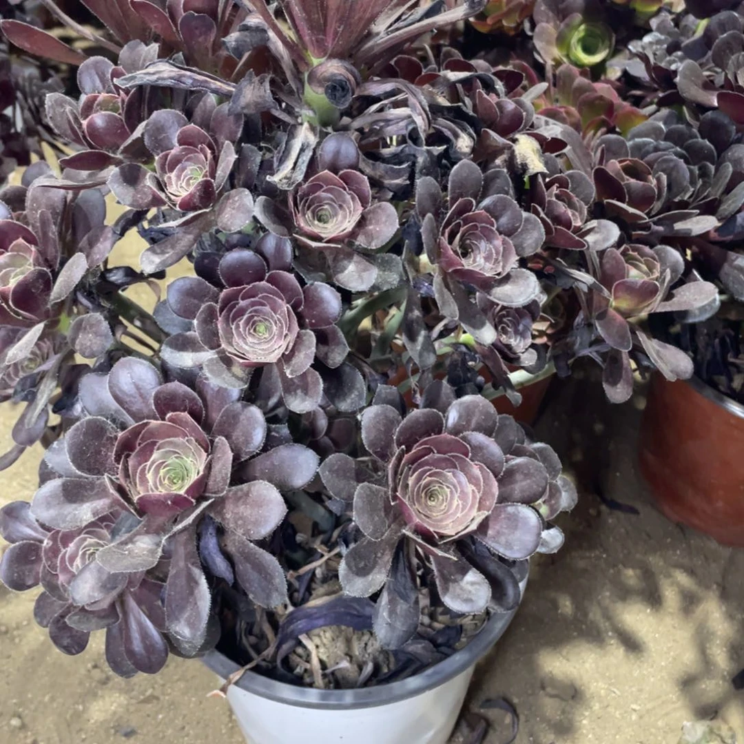 885黑豆多肉法师断枝不包