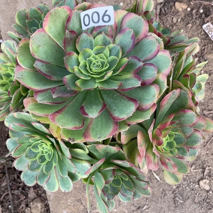 无花朵006多肉植物奶白