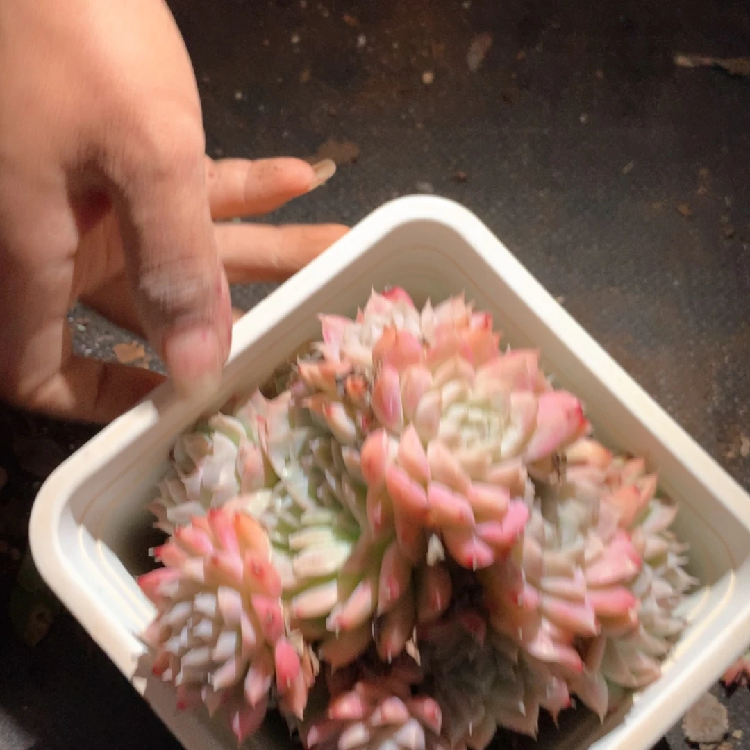 6300不包整散掉头不售后