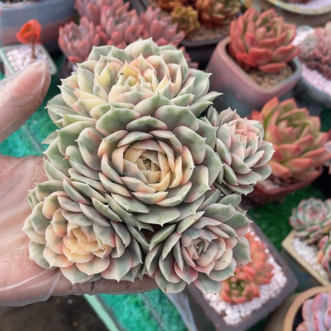 多肉植物盆栽多肉