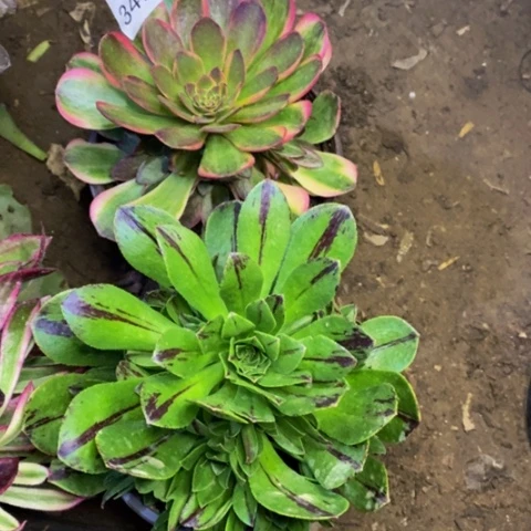 两盆多肉植物3494