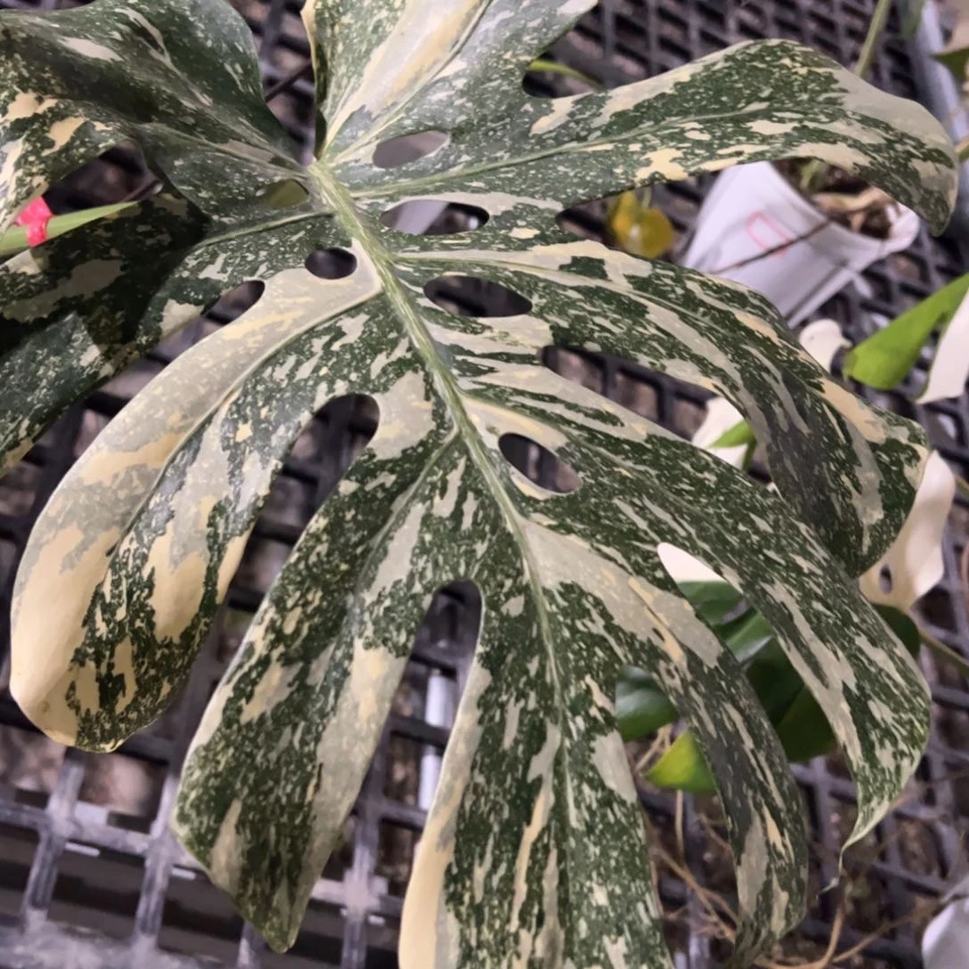 完全开放焦糖布丁一叶一芽