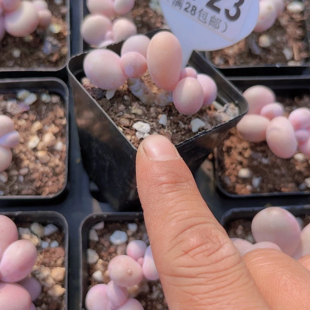 D723水光针奶酪一物一拍