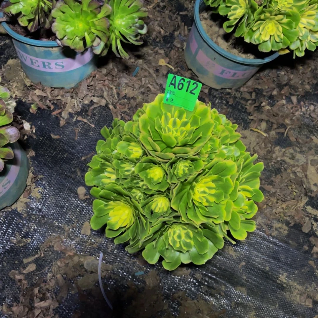 辛尼亚法师朵朵1-23