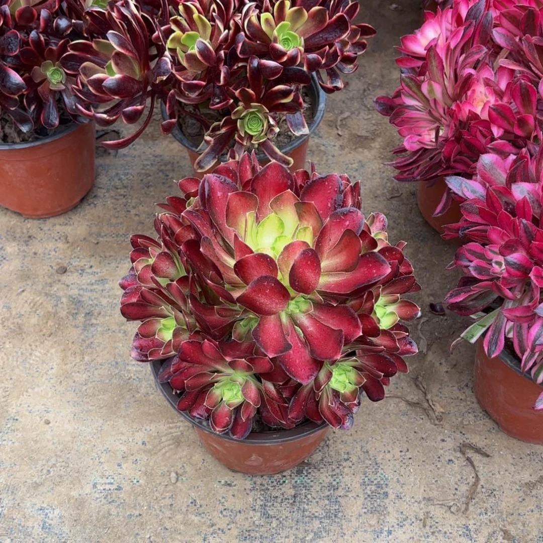 韶华9.9多肉植物