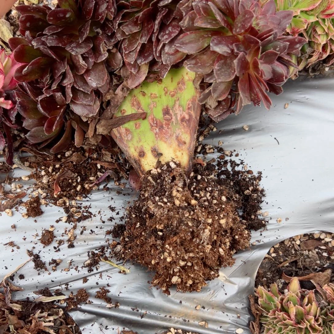 我7050 号多肉法师新年特价