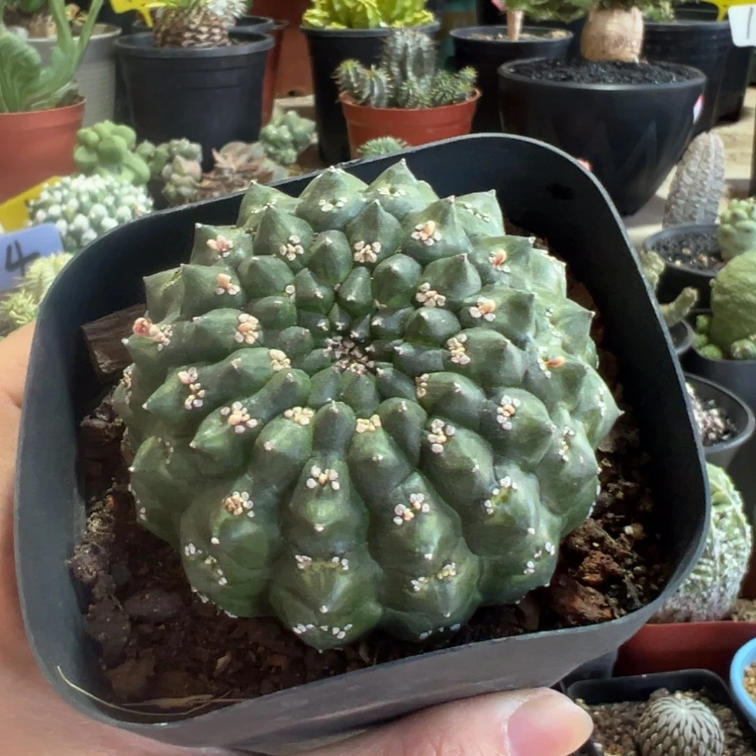 裸鳄大戟带盆1111111111111