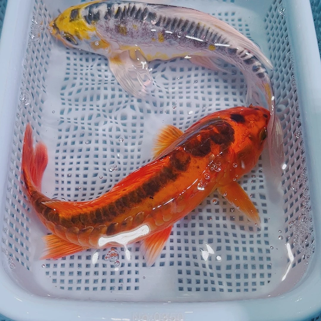 锦鲤锦鲤冷水鱼观赏138