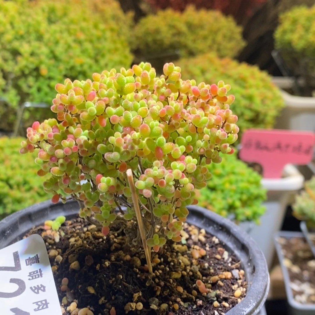 蜜桔枝干番杏721