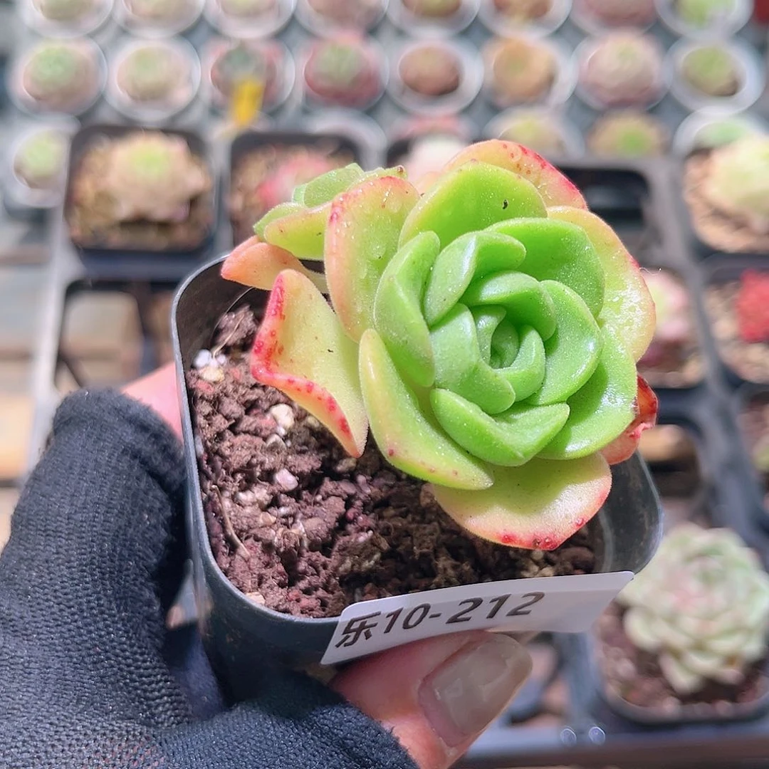 乐然10-212 百合丽丽