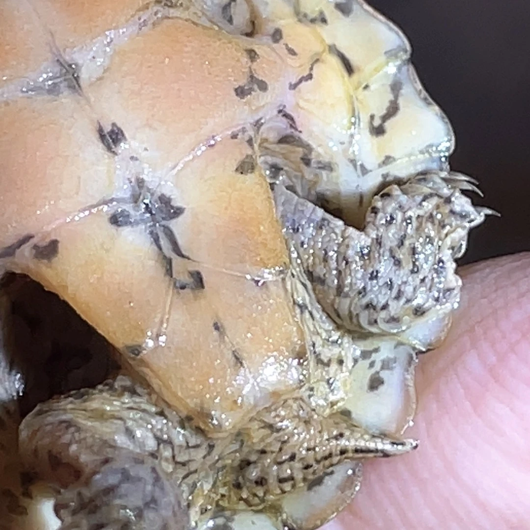 宠物龟不分公母A18全品满纹黑刀