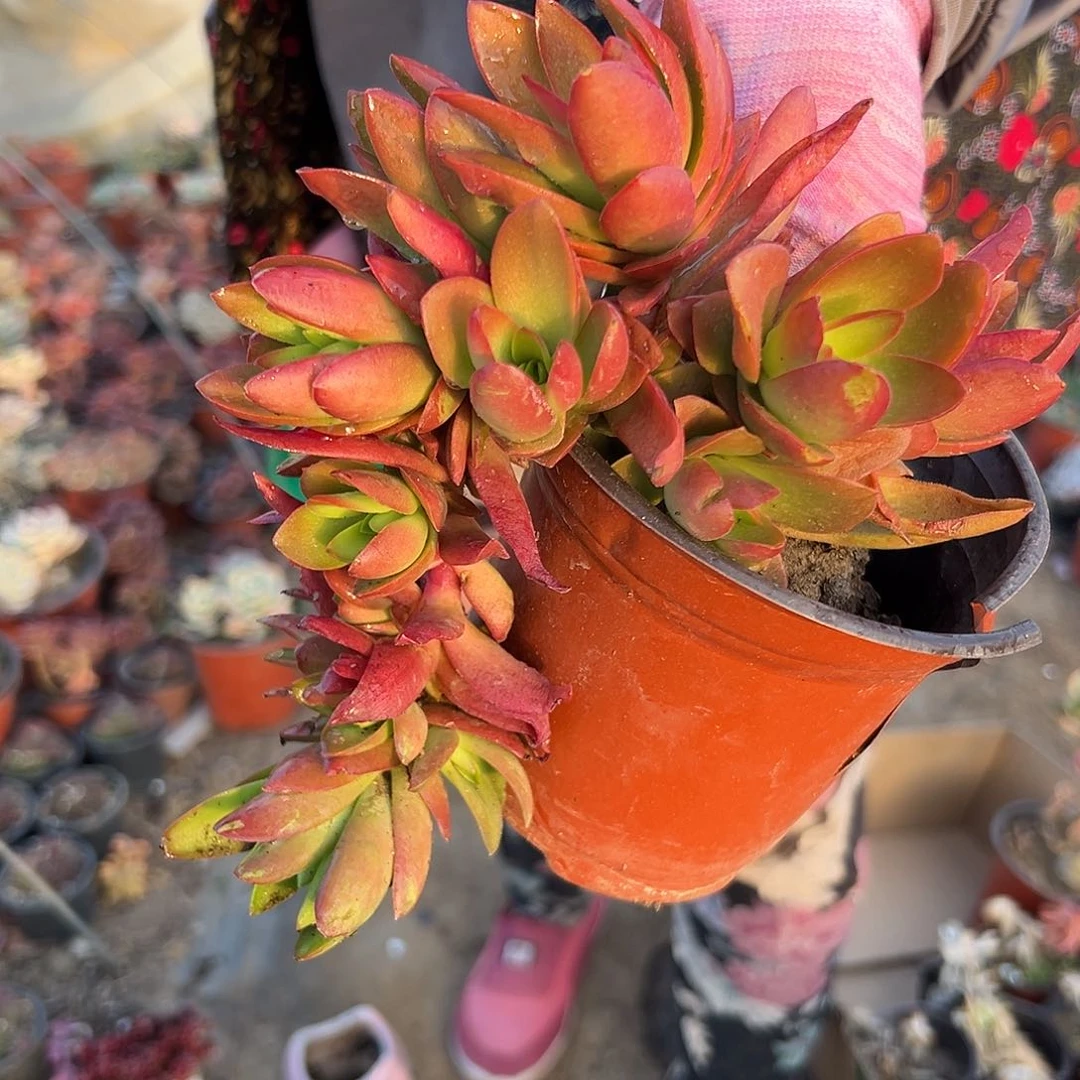 多肉植物多肉植物