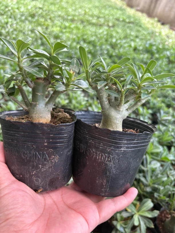 【3年小老桩】沙漠之花天宝花，耐旱耐高温