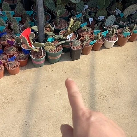 品***仙人掌美花六个品种小片各一片现切
