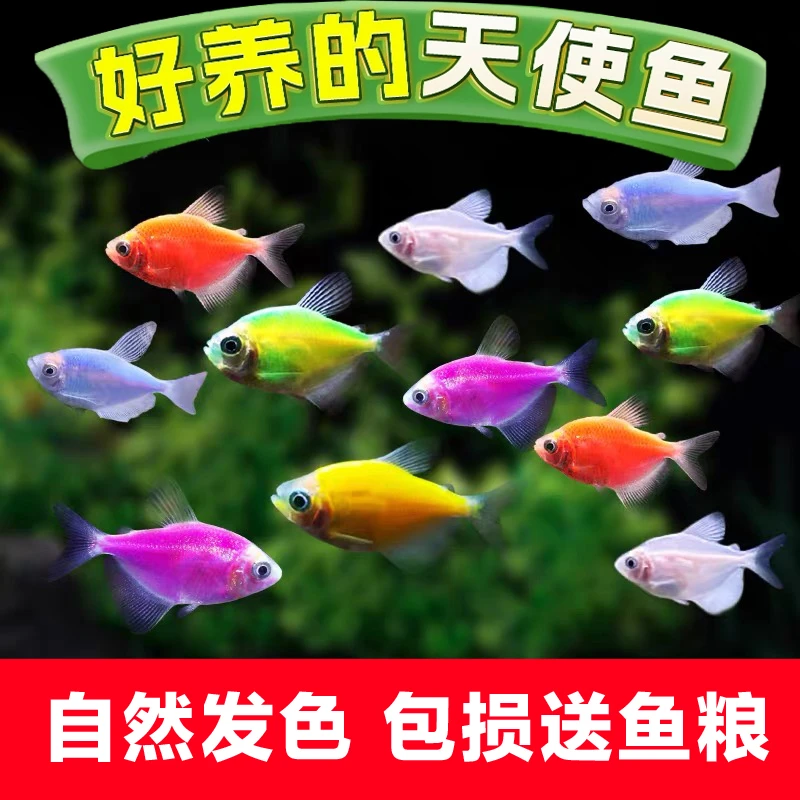 【彩色天使鱼】群游热带观赏鱼群游小型鱼活体好养耐活草缸灯包损