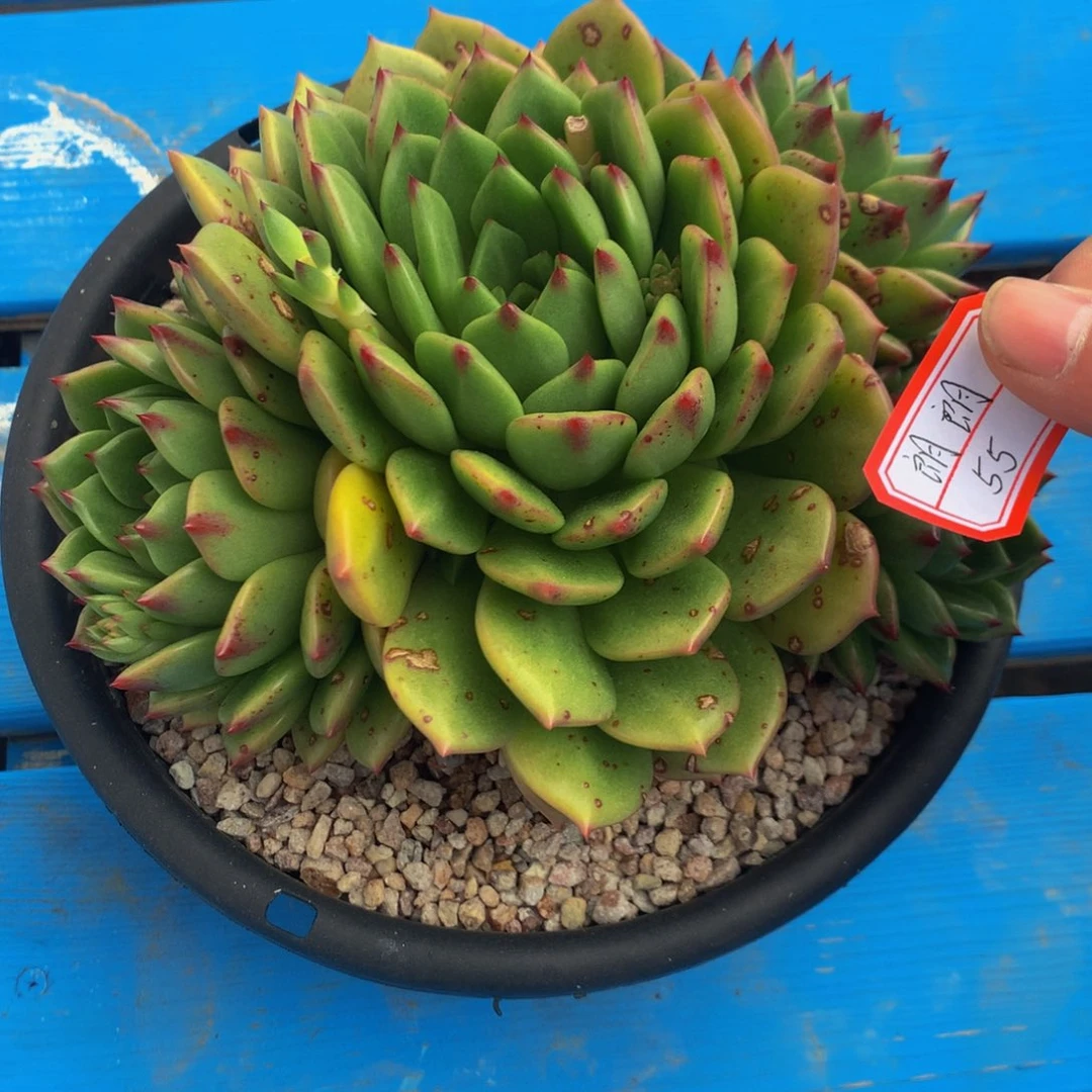 ?****?杂交1111111111