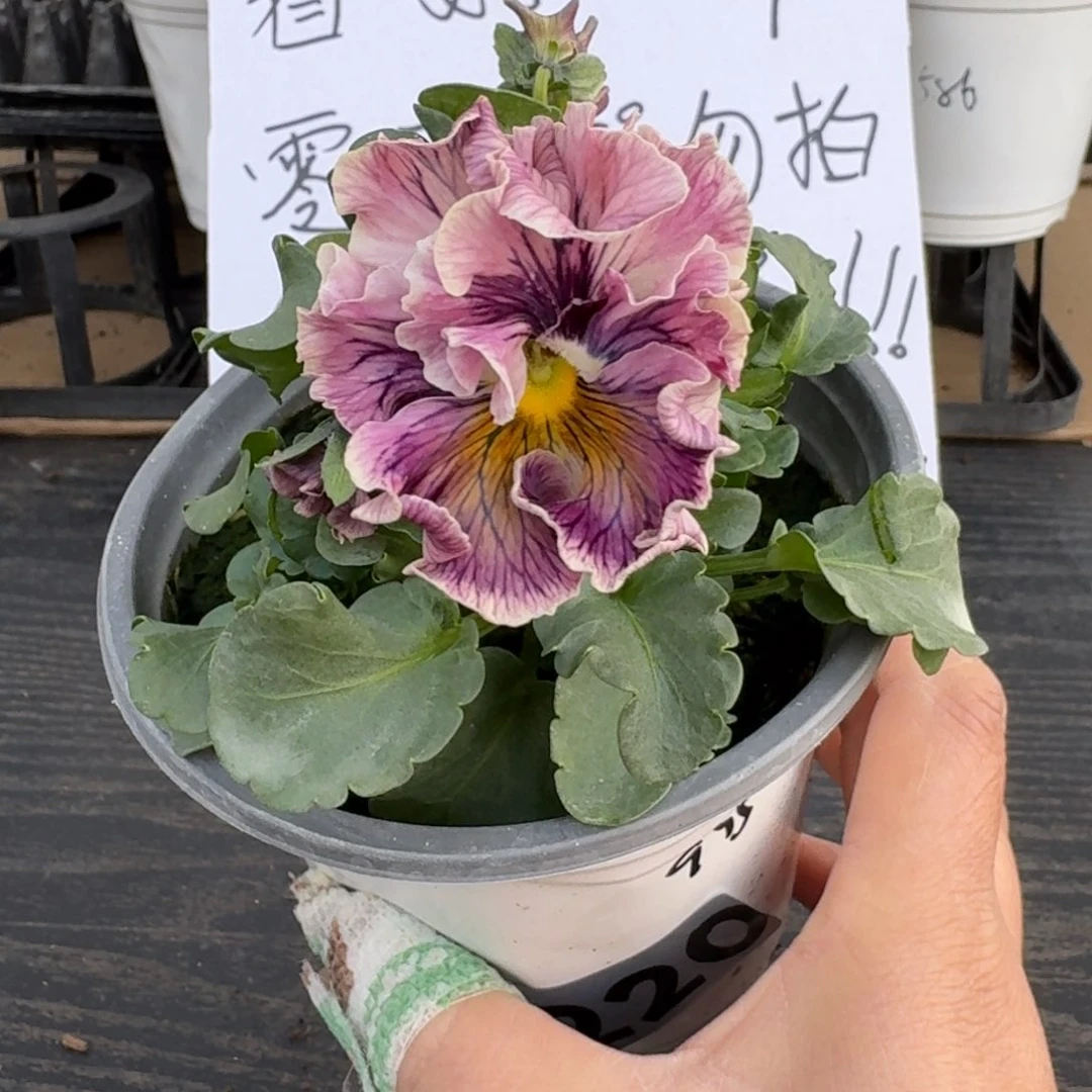 全部花朵220号975