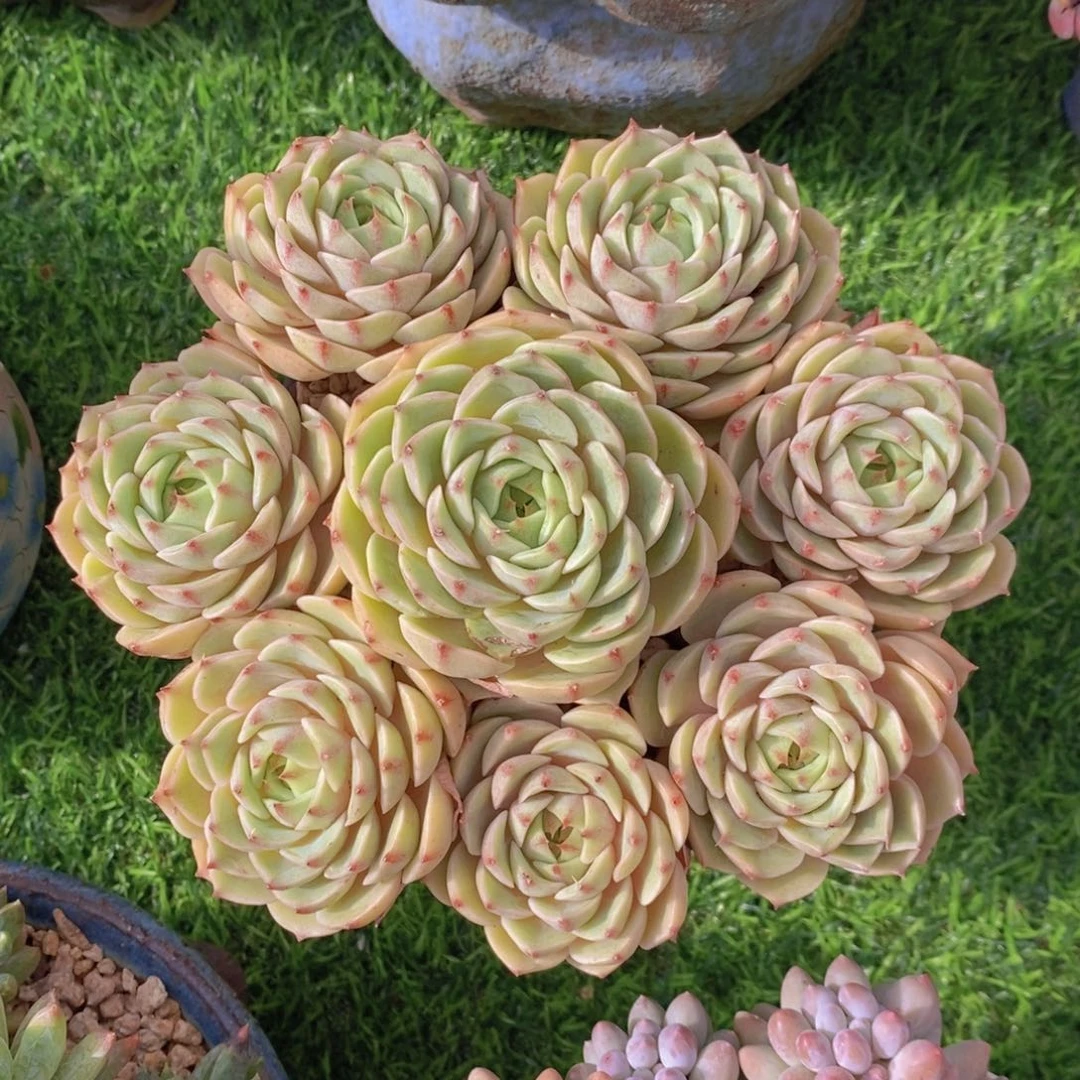 笨芭 一物一拍。