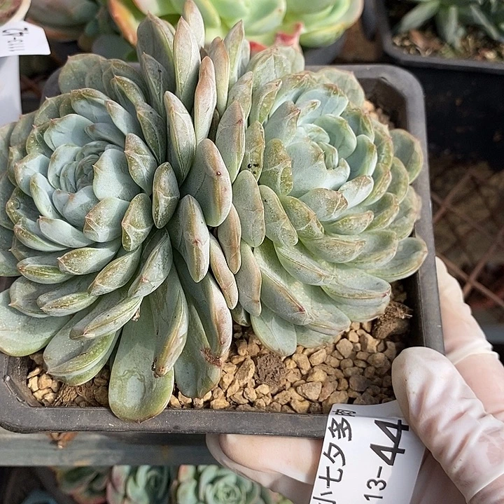 小七夕多肉白恋44