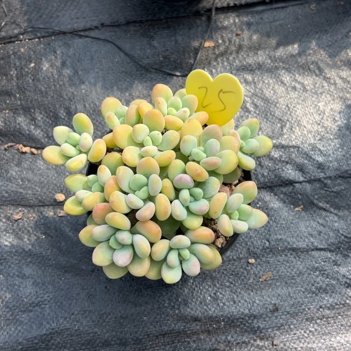 刘***白多肉植物一物一拍
