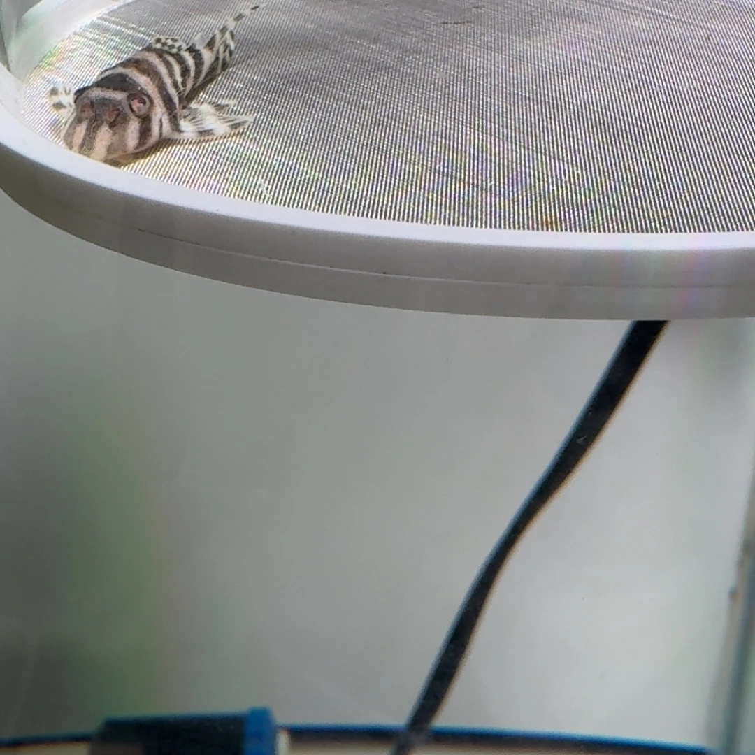 清道夫鱼21号欧系333