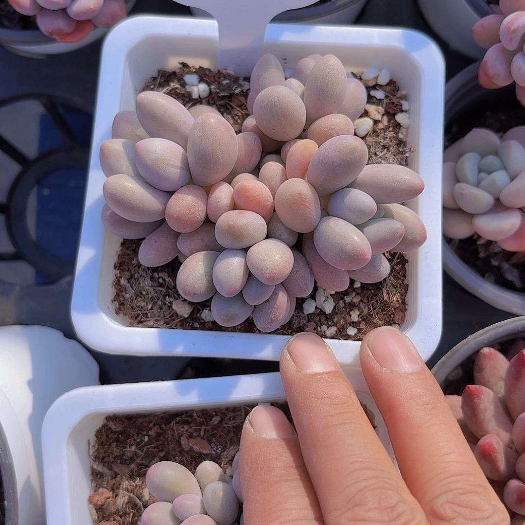 A660手指奶一物一拍