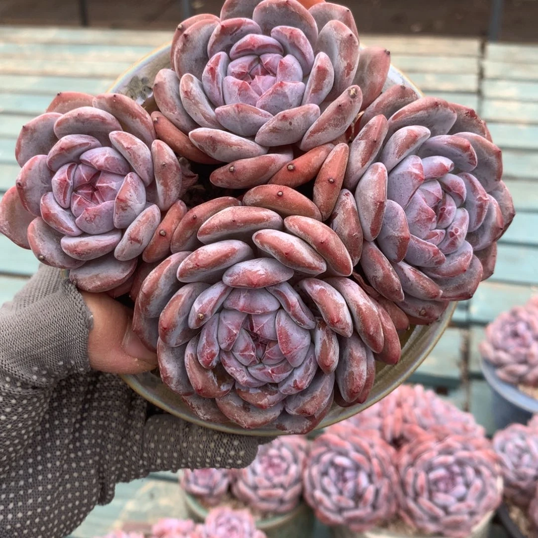 无花朵花花花花花花花花10