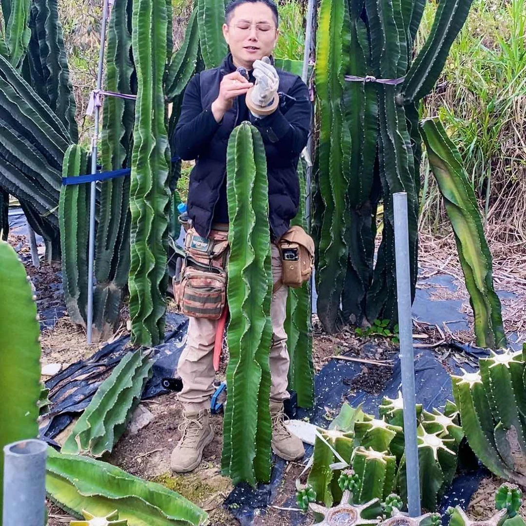 —1733秘鲁苹果高度125厘米左右无根