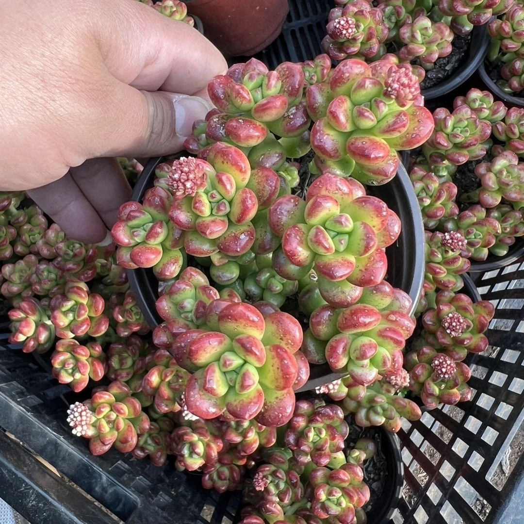 香豆豆脱土发货多肉绿植满15包邮多肉基地直发