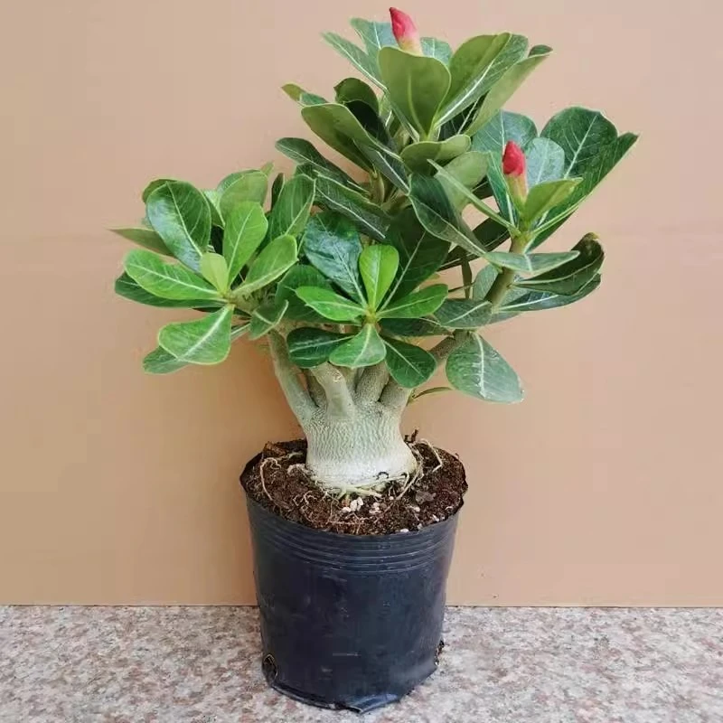 沙漠玫瑰盆栽花苗重瓣带花老桩四季开花不断好养阳台花卉多肉植物