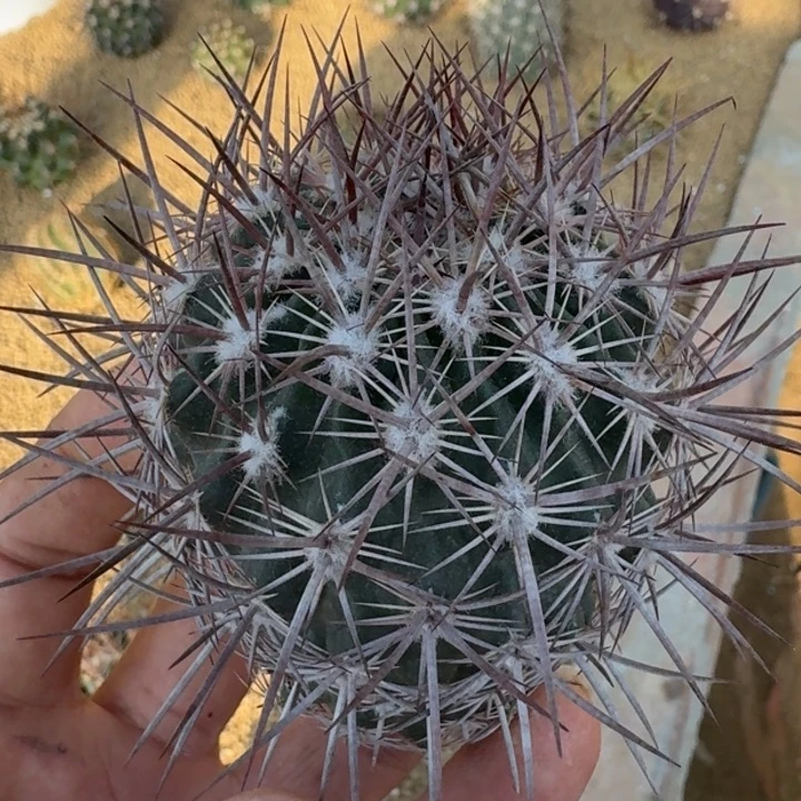 英冠无根6666655555