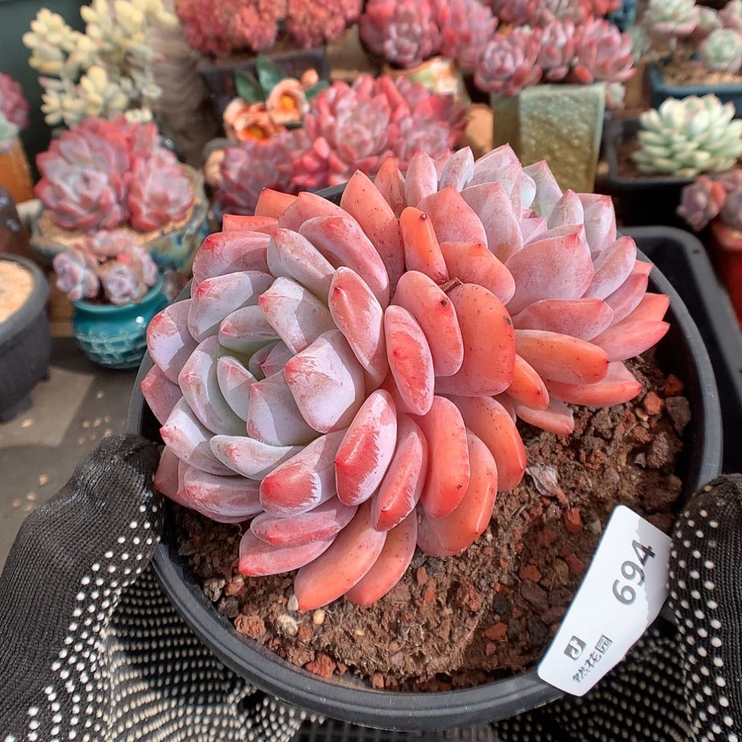 694黄皮橙多肉植物6666