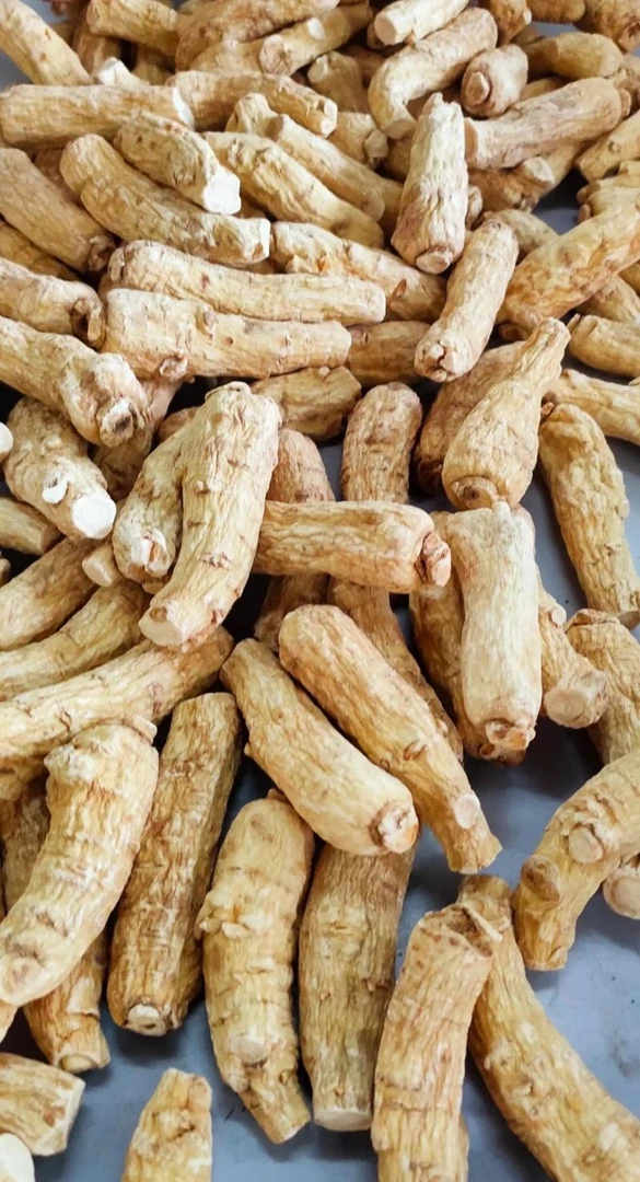 【菲妞】 现收山货--西-洋-参  云南高原大山好物推荐