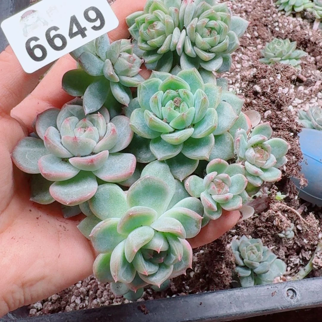 多肉植物多肉植物
