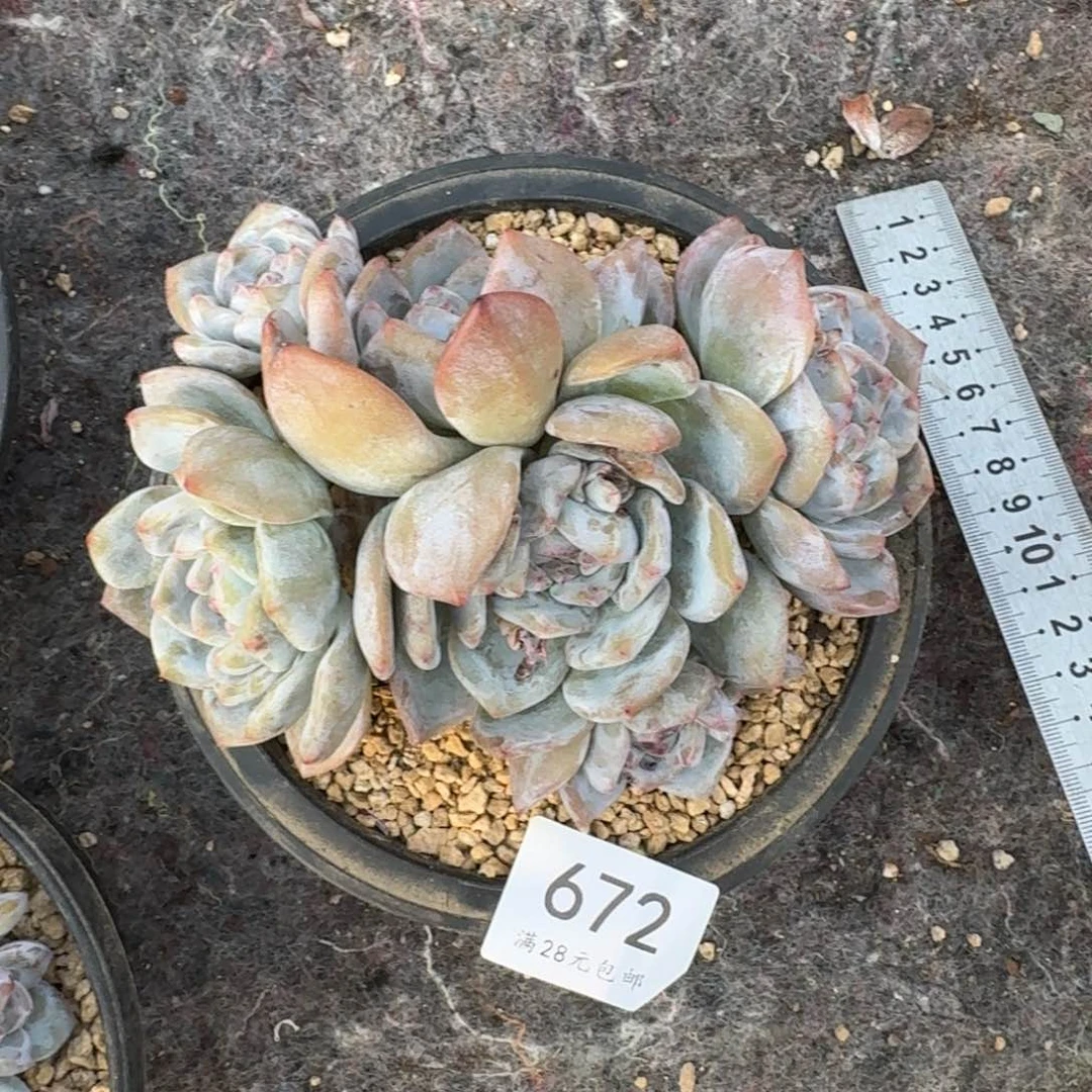 草***林672石榴籽有砍（15厘米左右