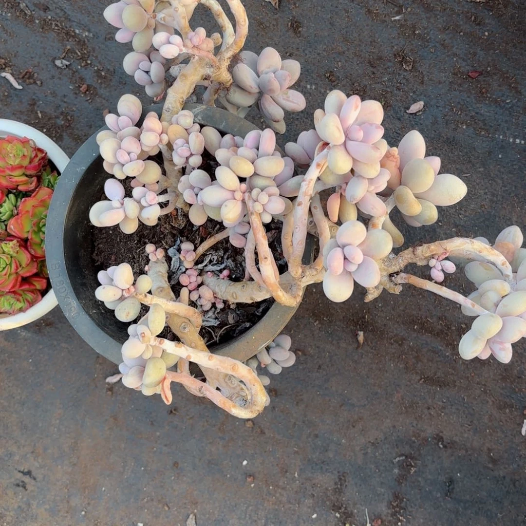 ?桃蛋发物流111。