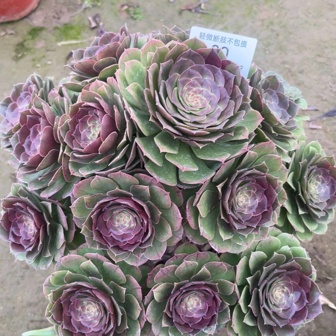 80万圣节多肉植物多肉植物