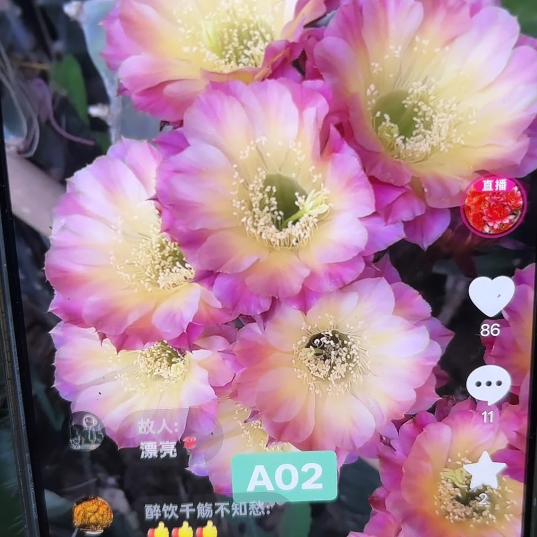A02彩5 公分侧牙20包邮34